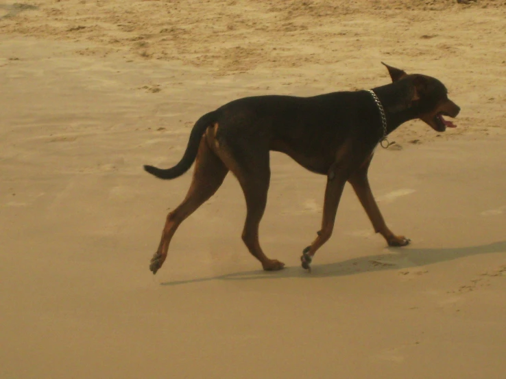 the dog is walking on the beach with his frisbee