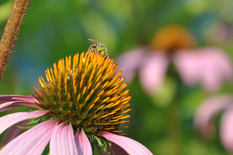 a bee is landing on a large flower