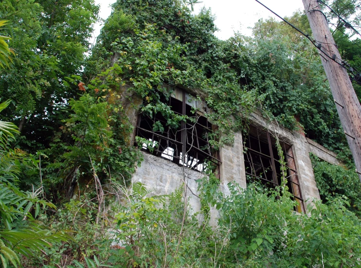 overgrown building with iron bars and window surrounded by trees