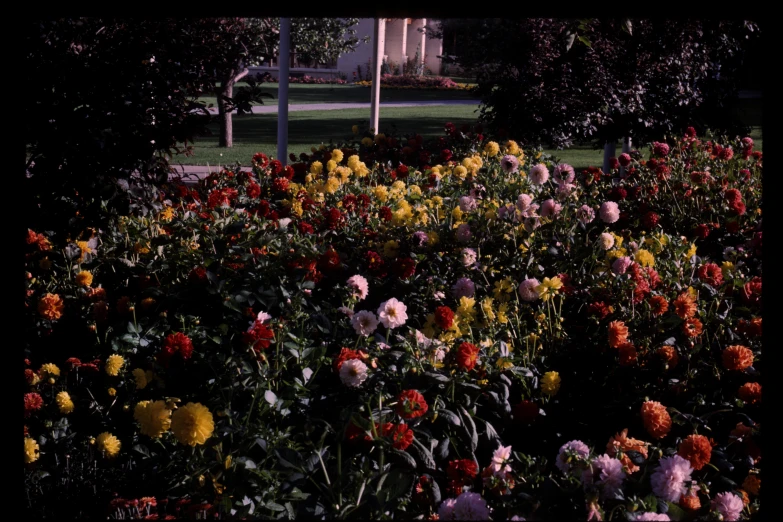 a bunch of different kinds of flowers growing in a field