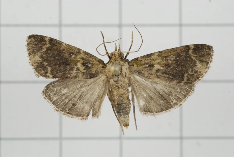 a brown and white moth with long antennae