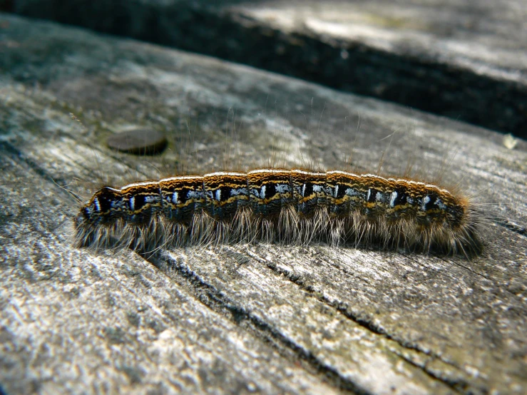 a close up of a very cute caterpillar on some wood