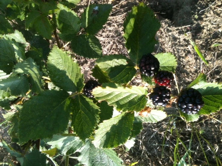 berries on the leaves of a bush outside