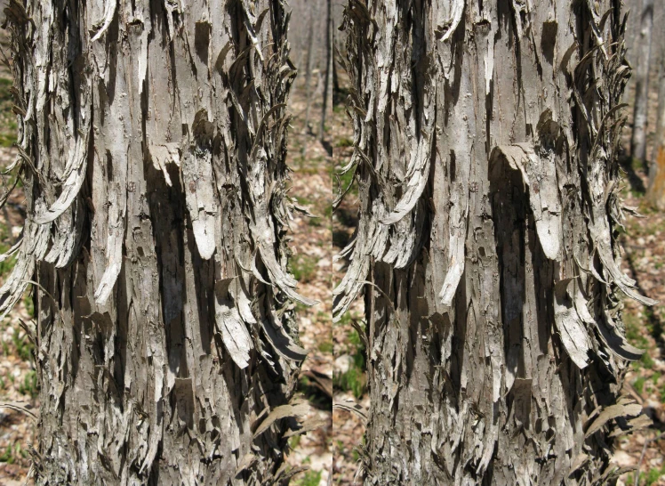 close up of the bark of a tree with no leaves