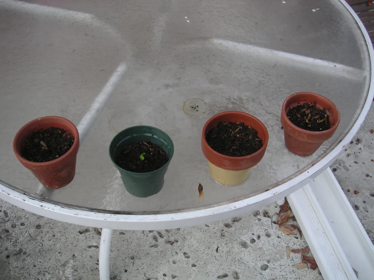 four small potted plants in different stages of development