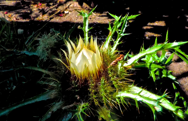 there is a plant with lots of yellow flowers