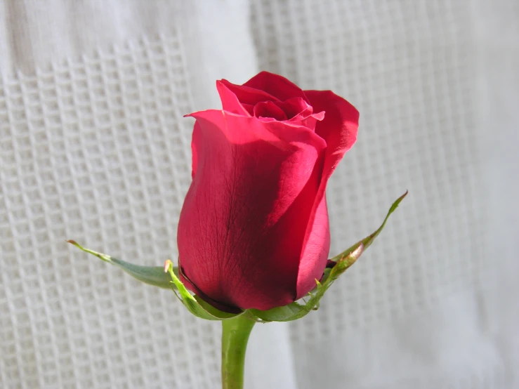 the single red rose is still blooming in the vase