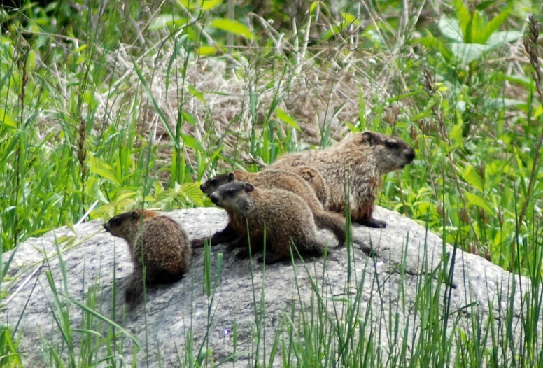 three small prairie groundhogs are sitting on a rock