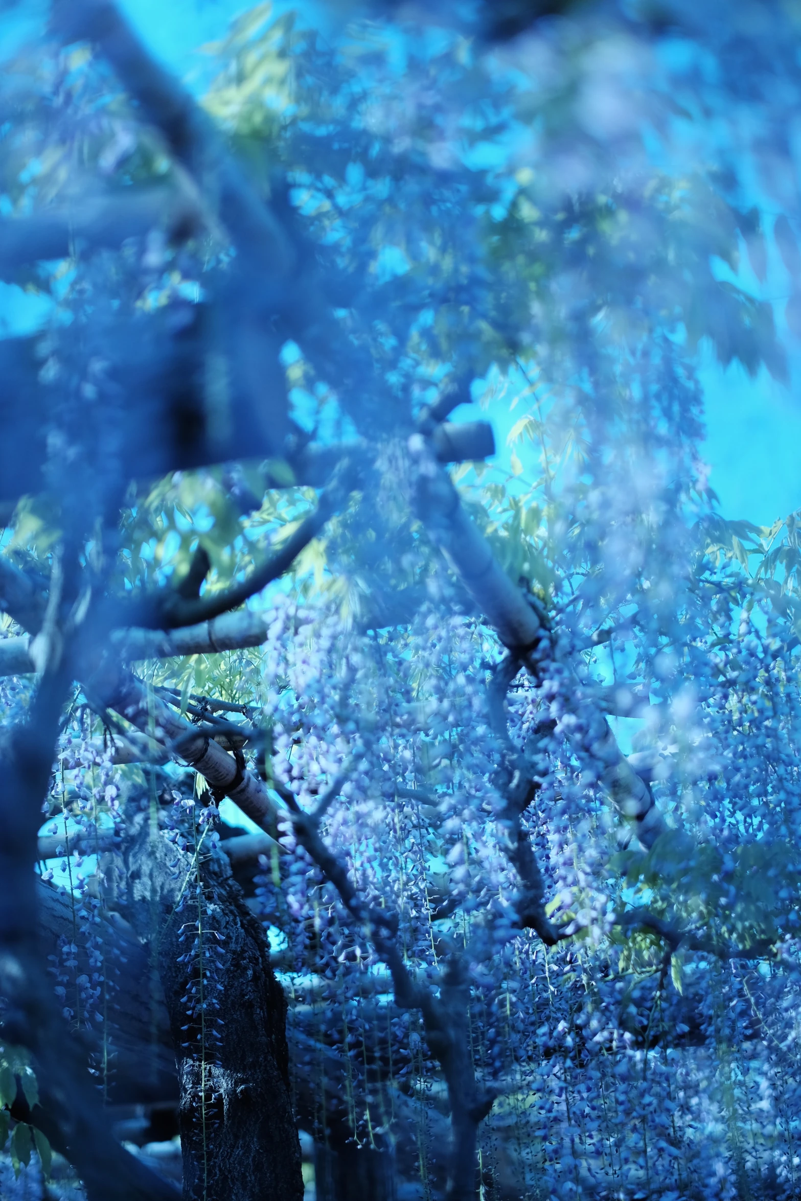 there are lots of trees covered in blue holos