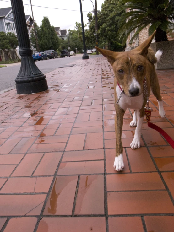 the small brown dog stands on a red brick walkway