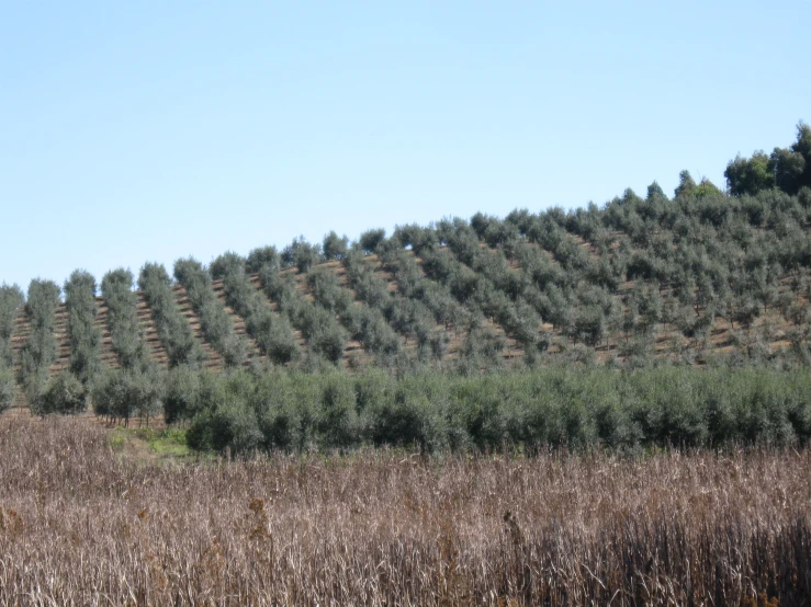 field with a few bushes and rows of trees