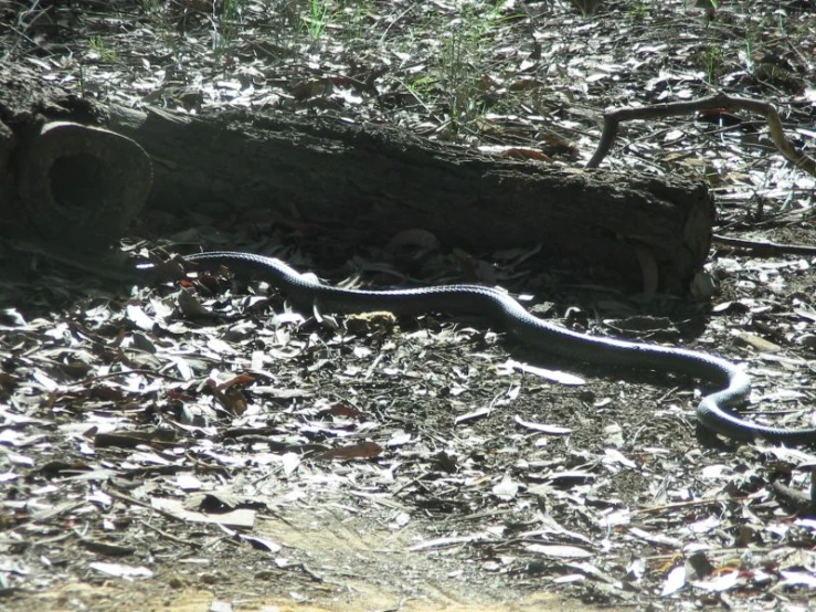 a large snake on the ground near some leaves