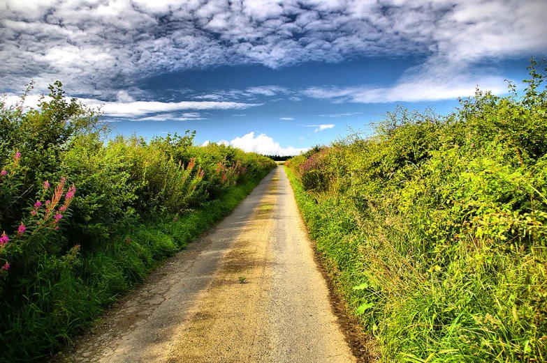 a rural road lined with trees and shrubbery under a cloudy sky