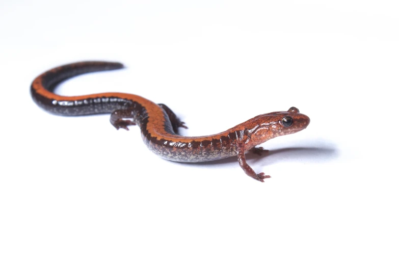 a brown and black lizard on a white background