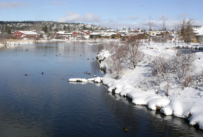 ducks swimming in a small river with snowy banks