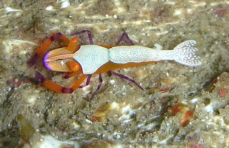 a bright, colorful crab is crawling along the shore