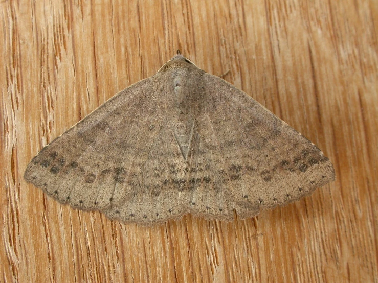 a white moths on a wood surface and looking to its left