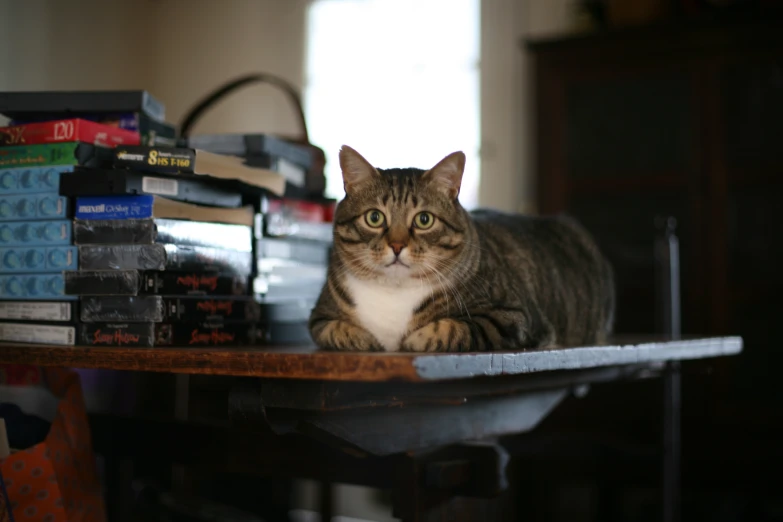 a cat sitting on top of a table next to stacks of dvds