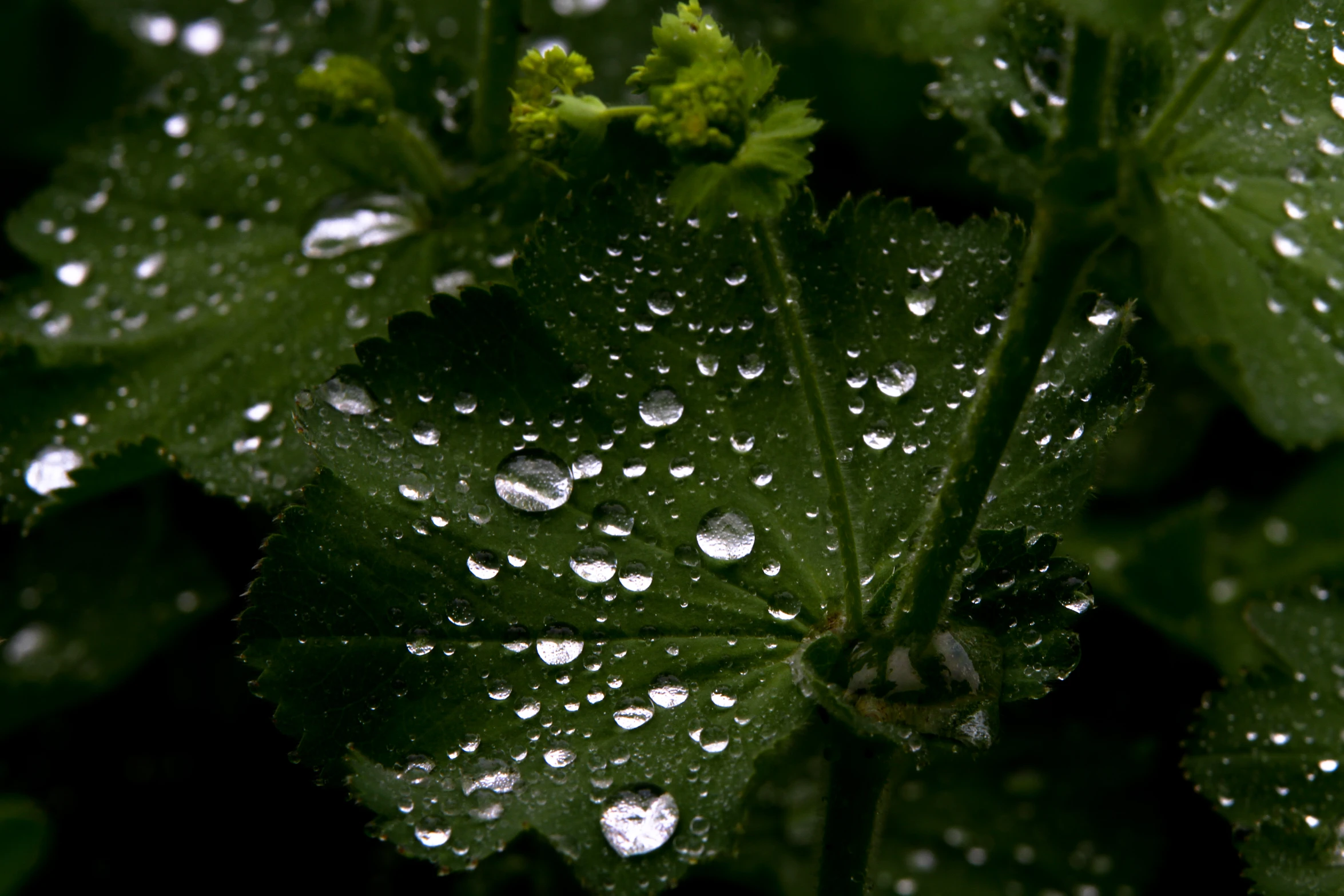 drops of water on the leaves of a plant