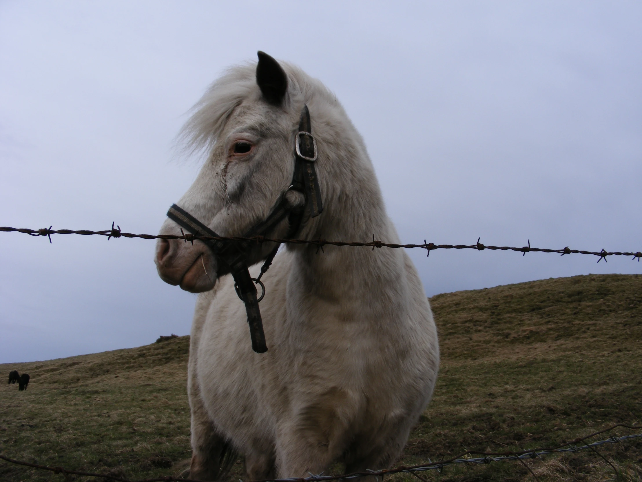 a white pony with blonde hair behind a barbwire fence