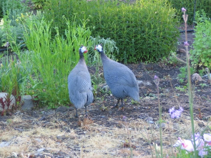 two birds standing together in front of bushes