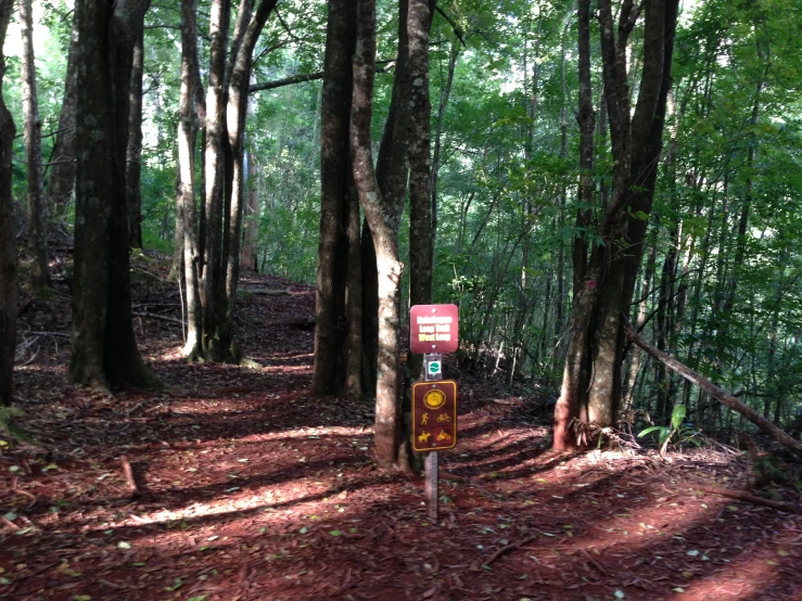 a wooded area with a forest sign on a leafy path