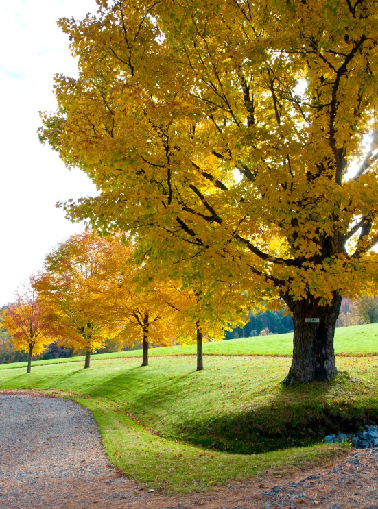 a park bench sits next to a tree with lots of autumn leaves