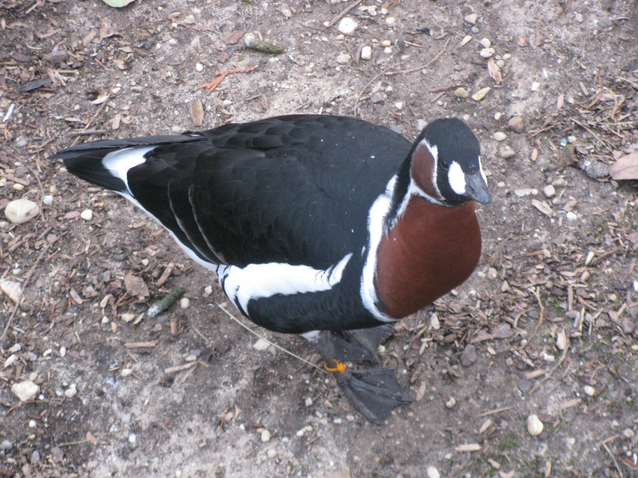 a bird is walking through the rocky ground