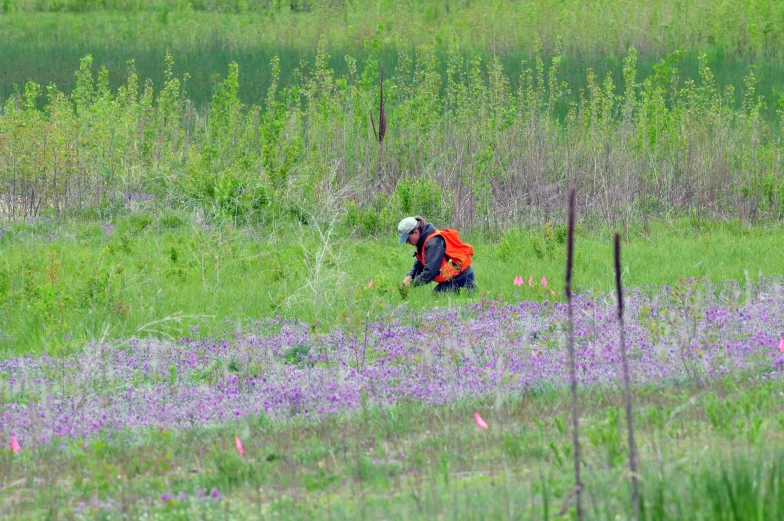 a man walking through tall purple flowers in the wild