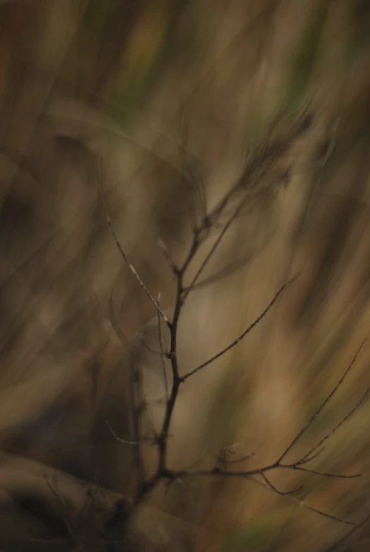 a blurry po of a small bird perched on a nch