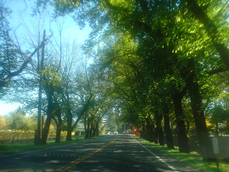 a road lined with trees and people walking down the street