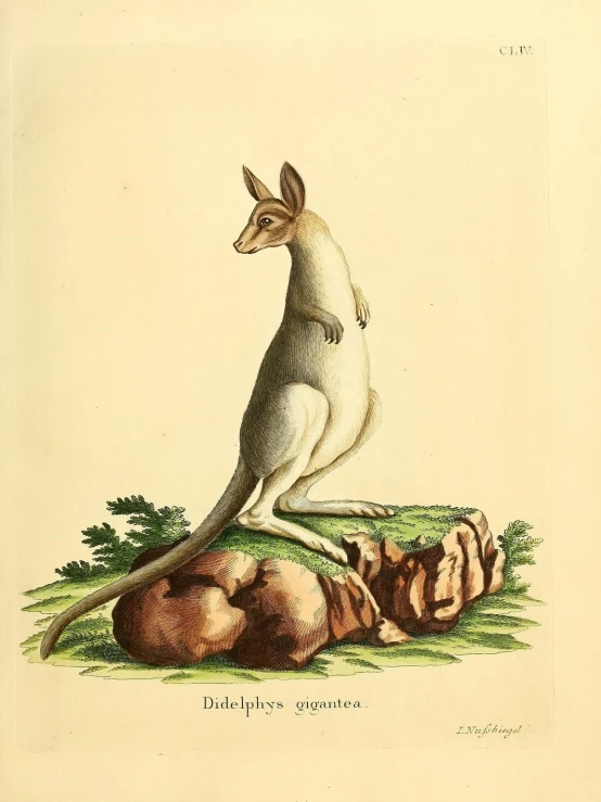 a picture of a kangaroo on the ground