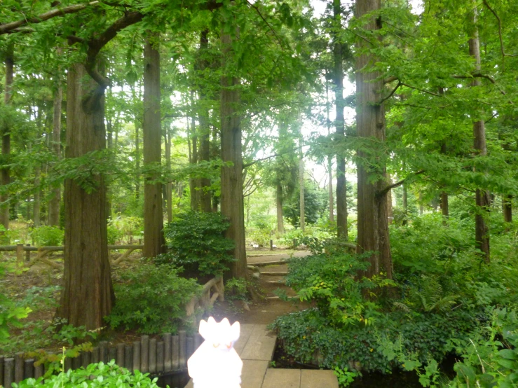 a wooden pathway with several green trees in the background