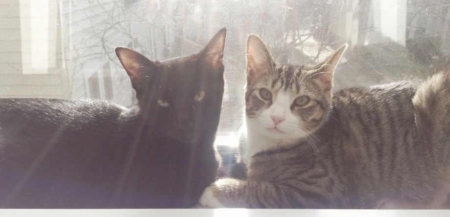 two cats sit on a windowsill as the sun streams through