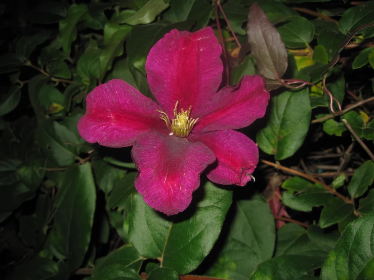 a pink flower sitting on top of green leaves