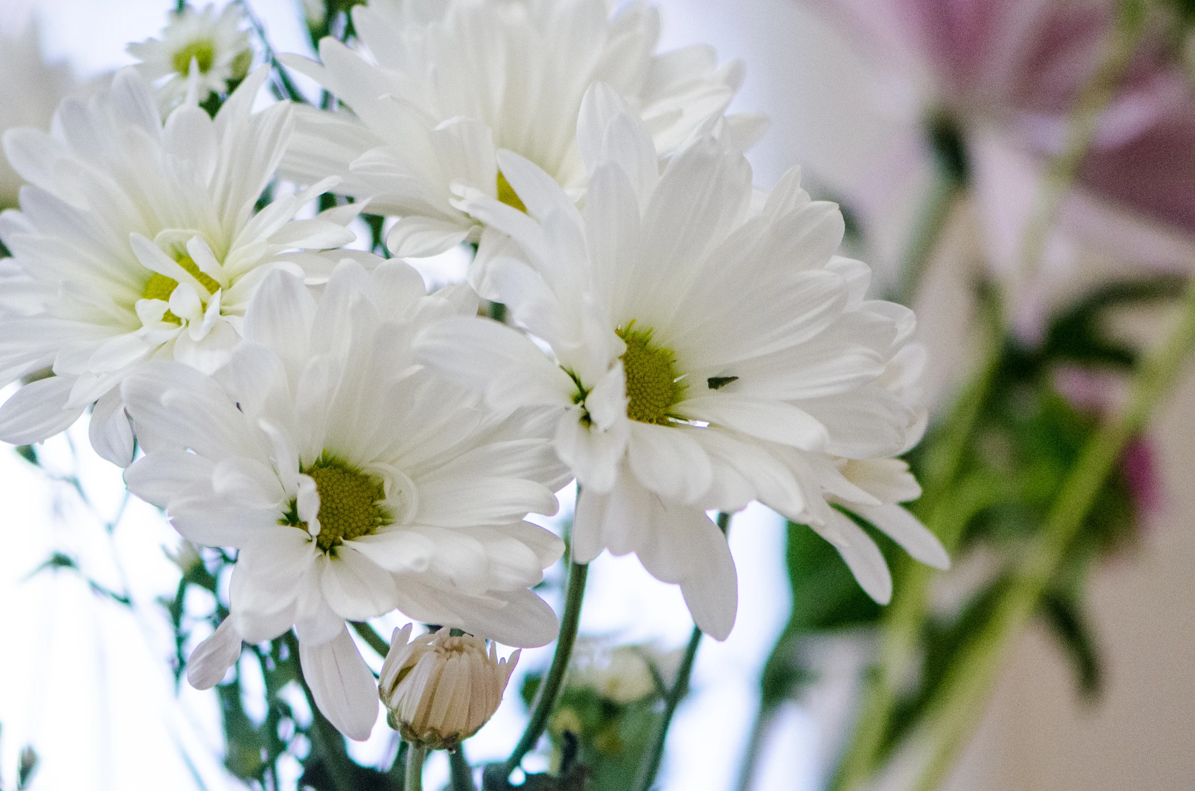 there are lots of flowers growing in the vase