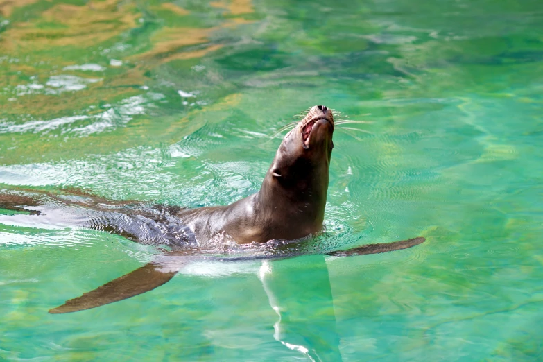 a large sea otter swimming through a turquoise body of water