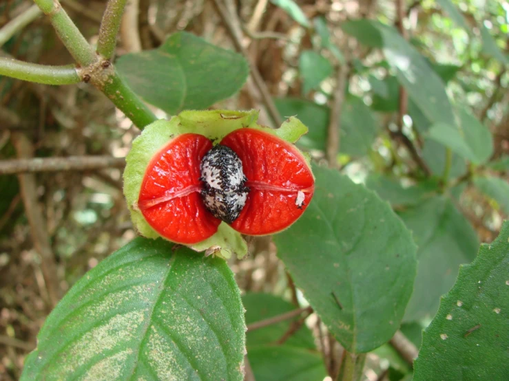 a closeup po of a poppy flower on a plant