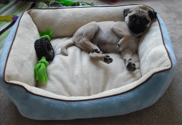 a pug sleeping in a blue and beige bed