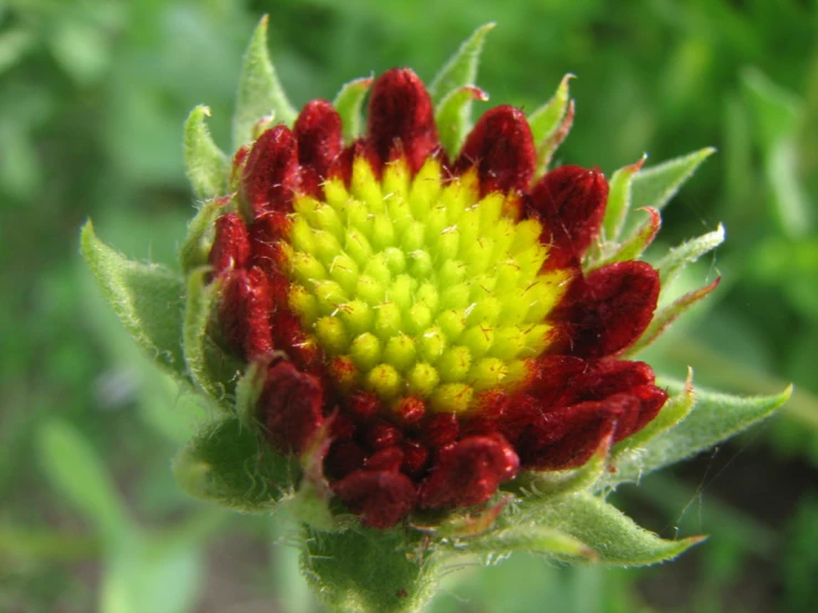 an odd looking flower that looks red and yellow