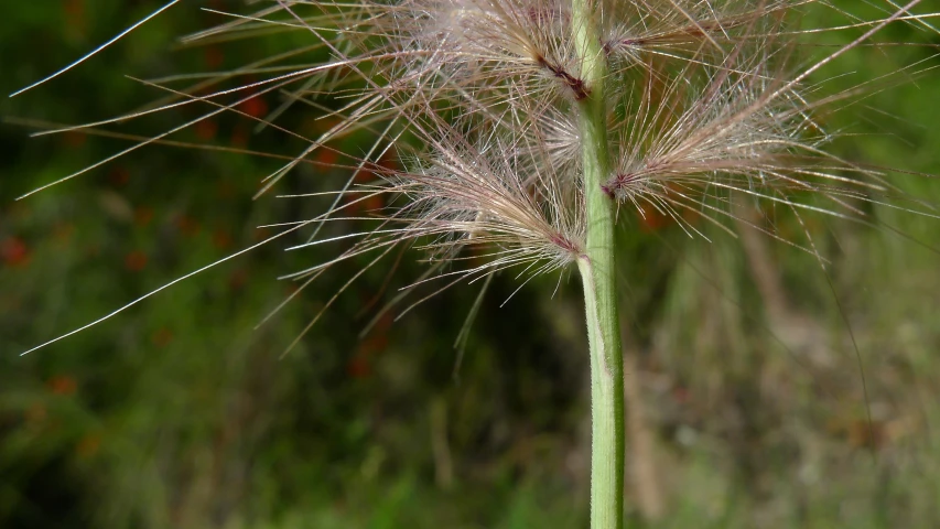 a long white flower with many thin petals