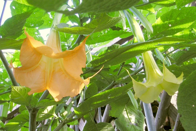 a yellow flower on the right, and other flowers growing on the left