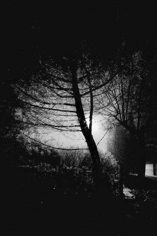 a street light shining in front of some trees