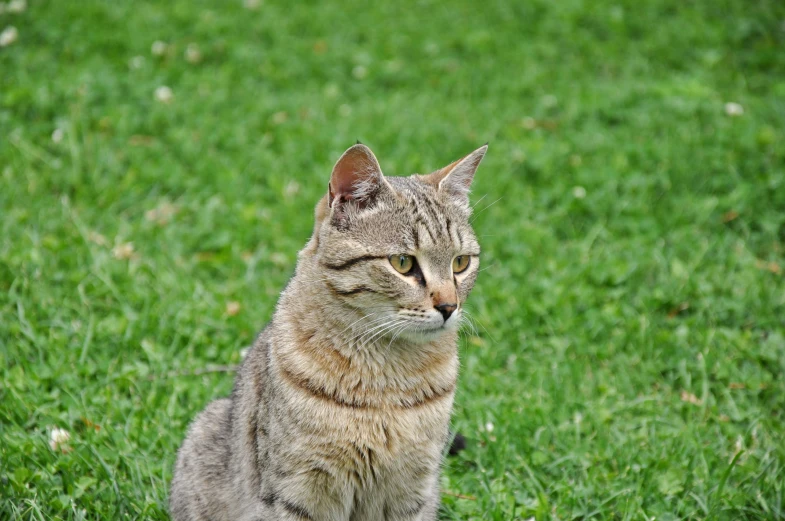 a very cute cat sitting on top of some green grass