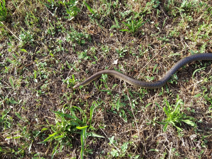 a snake on the grass in the middle of the woods