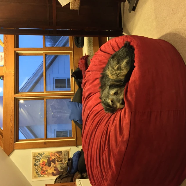 a dog sleeping on a red bean bag chair