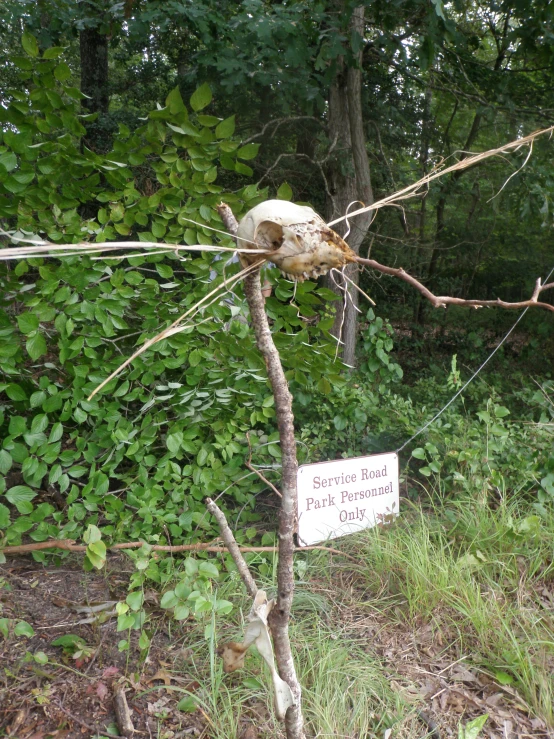 a dead bird head stuck in a tree in the woods