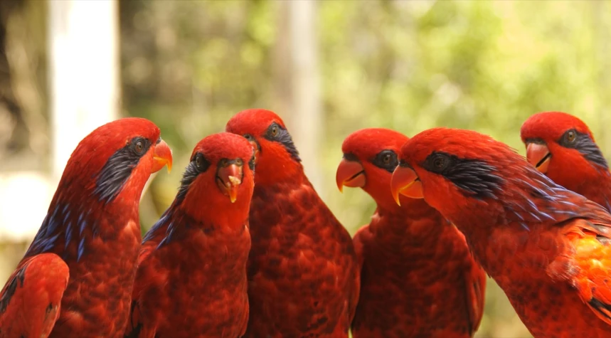 several red birds that are perched on the ledge