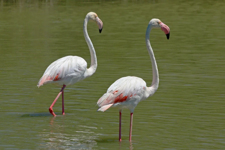 two flamingos in shallow water on a sunny day