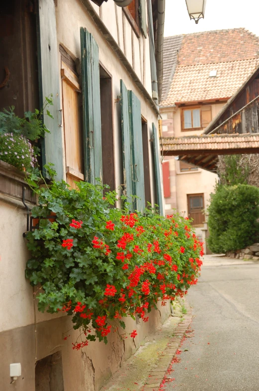 red geranis in pots near a building with green shutters